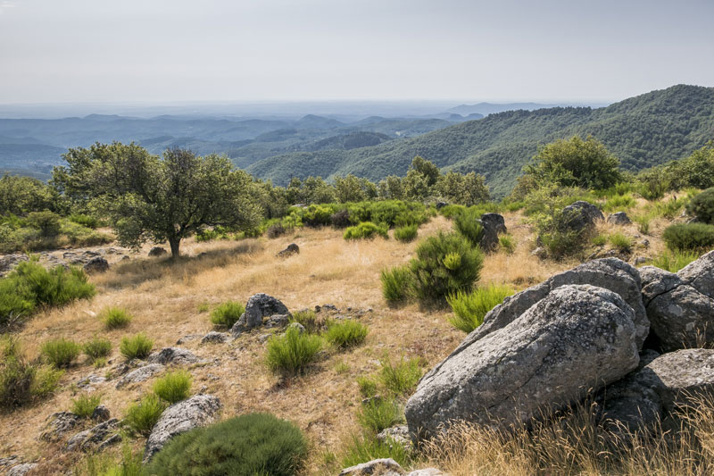 Transhumance draille & Liron Mountain